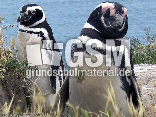 Magellanpinguin (02 von 32).jpg